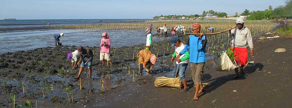 Community members work together to rehabilitate mangroves and restore ecosystems services