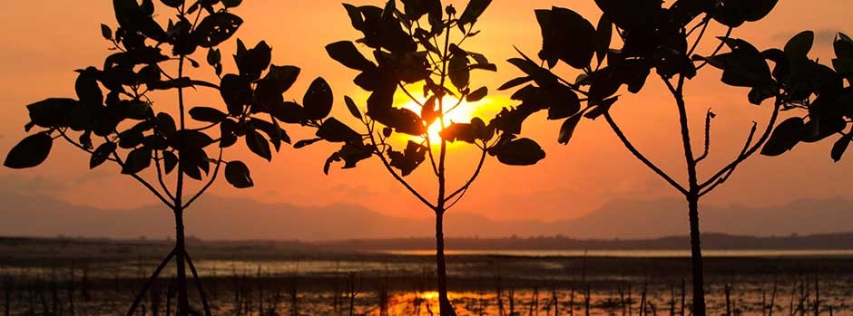 Mangroves at sunset