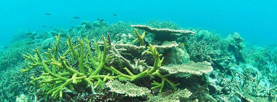 Marine Protected Areas are important for protecting biodiversity