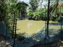 A seasonal pond in Chaltabunia village