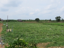 Sand dunes in Thua Duc commune, Binh Dai district, Ben Tre province