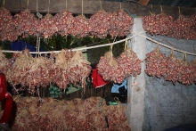 Onion harvest drying