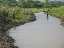  Cattail removal 