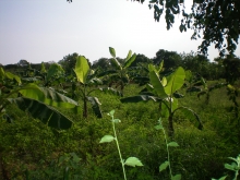  Home gardens with plants to supply firewood around Rekawa