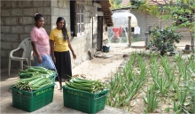 Aloe vera plantation managers 