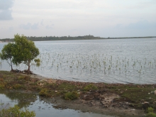  Community based mangrove planting at Kurakkanhena