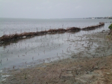 Replanting mangroves in the Dutch Canal 