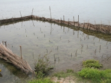  Rmucronata planting at Puttalam 