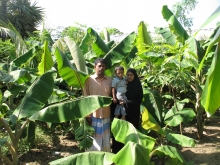  Homestead Banana cultivation Batticaloa 