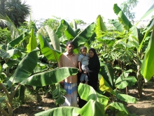  Homestead Banana cultivation Batticaloa 