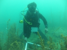Seaweeds Survey