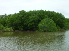 Shrimp mangrove polyculture at An Thuy Commune, Ba Tri District, Ben Tre Province 