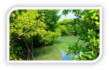 Huraa mangroves will undergo a biodiversity assessment & ecological valuation under a small grant facility project in MFF