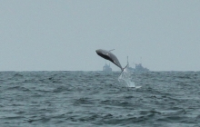 Indo-Pacific Humpback Dolphins in the Mandovi Estuary