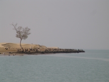 Sand Dune Stabilization for Mangrove Protection in Miani Hor