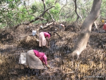 Collection of Cardium sp. (clams) a regular  activity in mangroves