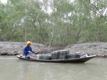 Conserving mangroves in Ao Baan Don 