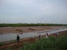 Oysters farming using hanging medium