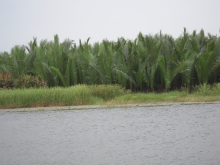 Nipa palm in Tich Tay Village