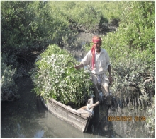 Sustainable Use of Mangroves for Small-Scale Entrepreneurs