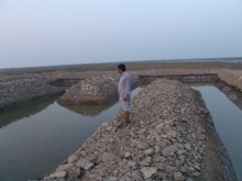 Integrated Shrimp Ponds in the Indus Delta