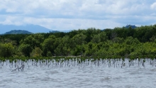 Mangrove ecosystem at Lemito subdistrict
