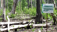 Mangrove rehabilitation site at Deaga Village