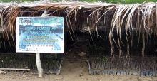 Mangrove nursery