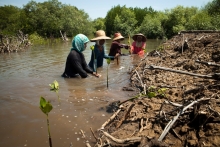 Snapshot of Sido Agung Mangrove Forest Rehabilitation Site