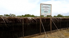 Mangrove revegetation site