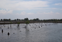 One of the mangrove revegetation sites