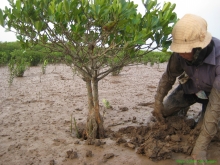 Women manually collecting aquatic resources in Xuan Thuy National Park