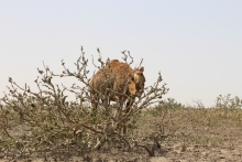 Assessment of Camel Grazing