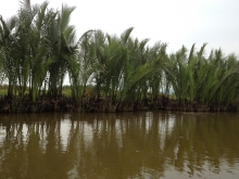 Nypa Palm forest, Tich Tay, Tan Nghia, Nui Thanh, Quang Nam