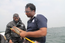 Sampling sea cucumber diversity