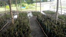 Mangrove Nursery Site