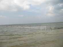 Sea weed culture site