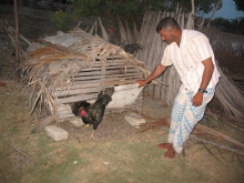 Micro finance scheme recipient - back yard chicken rearing 
