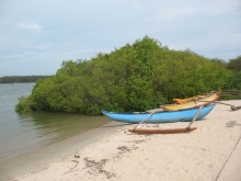 Assessment of Pb content in Avicennia marina in Mattakali, Batticaloa