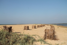 Planting Pandanus in the coastal belt of Kandakuliya