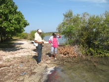 Studying Carbon sequestration in mangroves 