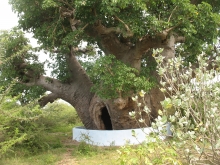 Protection to baobab trees in Mannar