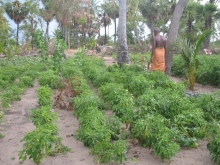 Home garden in Batticaloa