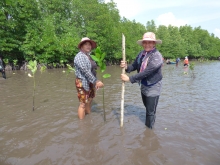 Women planting mangroves