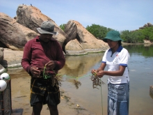 Sea weed farming