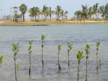 Rmucronata Batticaloa