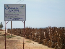 Green belt Hajiar