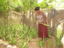 Harvesting aloe vera