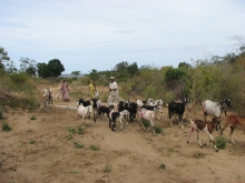 Goat farming and community 