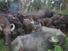 Buffaloes managed by widows 